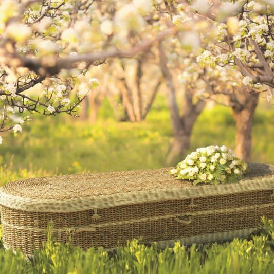 Biodegradable natural seagrass coffin adorned with fresh white flowers, resting in a lush, sunlit orchard with blooming trees.